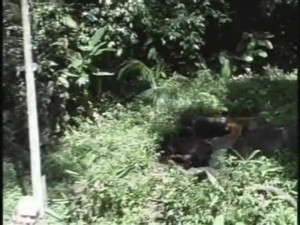 Tranny Enjoying A Great Outdoor Screw