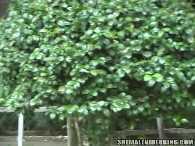 Watch Tall Busty Blonde Teen Shemale Gets Pounded Shemale Porn Videos | TranSexBig.