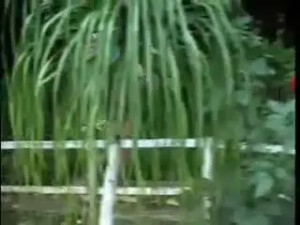 Hardcore act with a TS slut