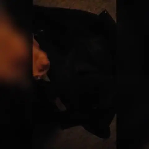 Watch Sissy slut Keleigh Willis cums on leather then licks it up Shemale Porn Videos | TranSexBig.