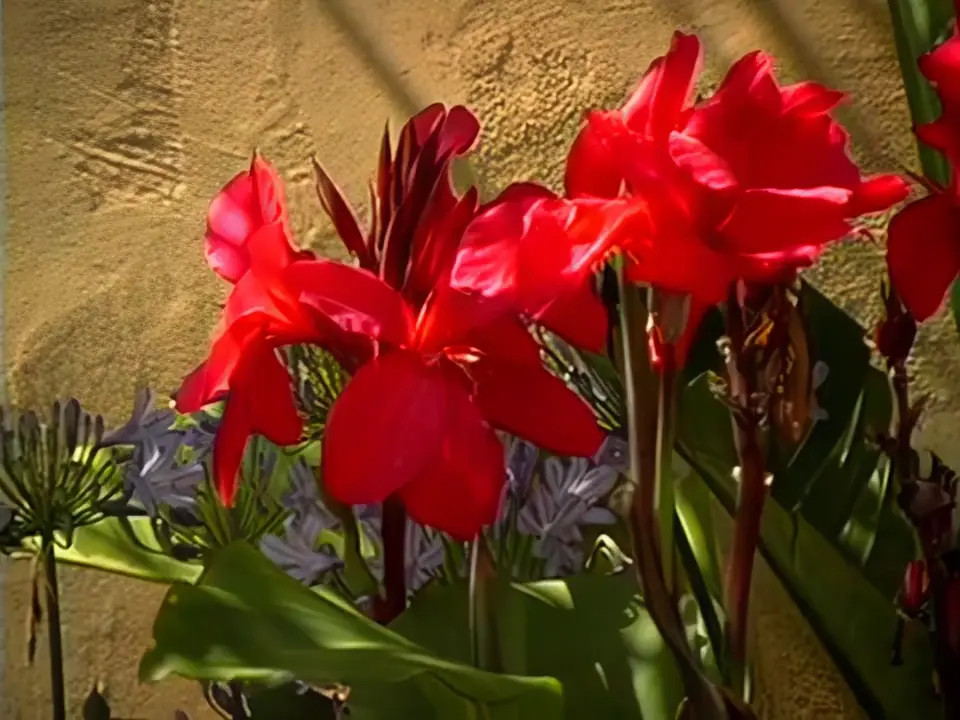 Watch Christi Enjoys The Day By The Pool Shemale Porn Videos | TranSexBig.