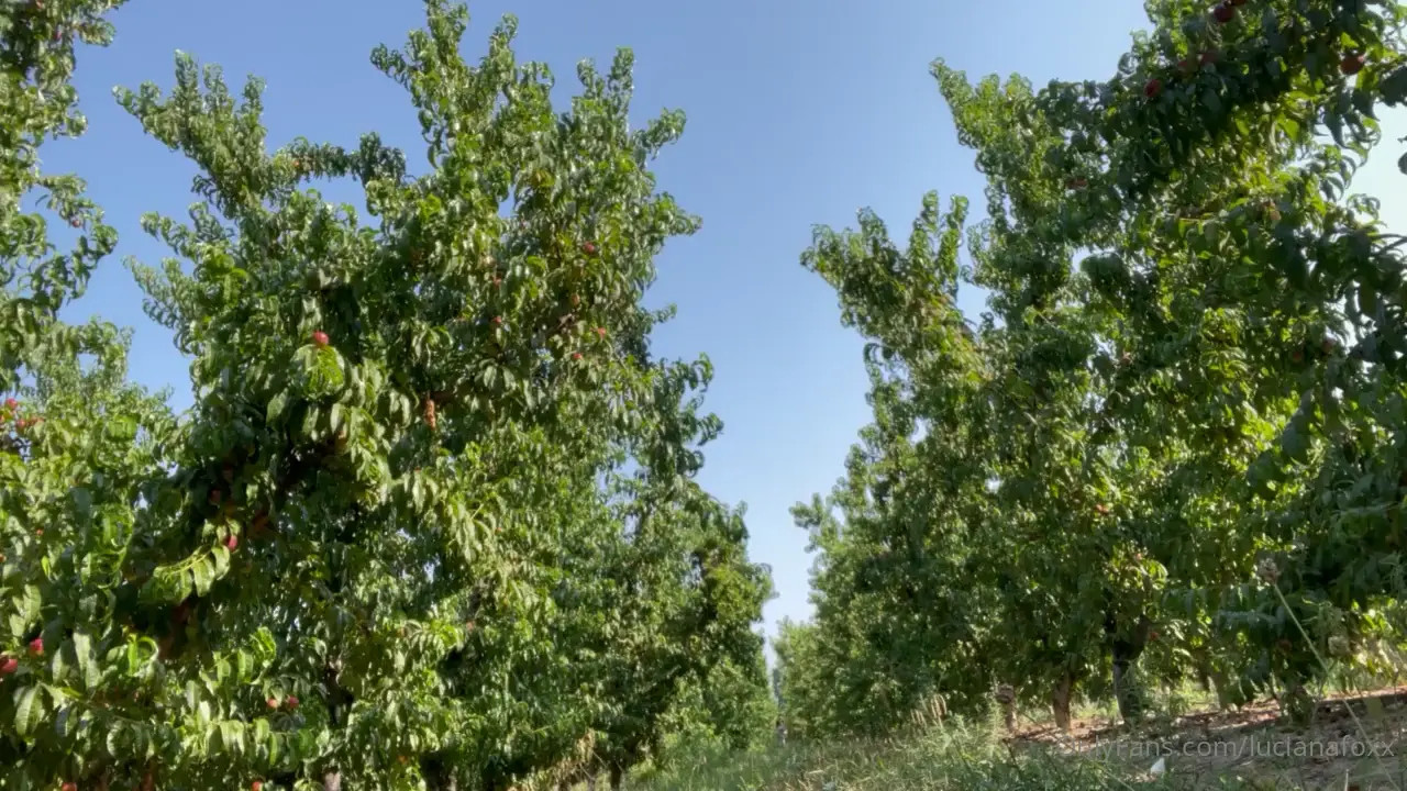 Watch Donarummas Shemale Porn Videos | TranSexBig.